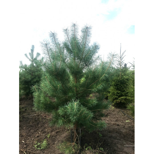 Сосна обыкновенная "Pinus"