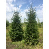 Ель обыкновенная "Picea"
