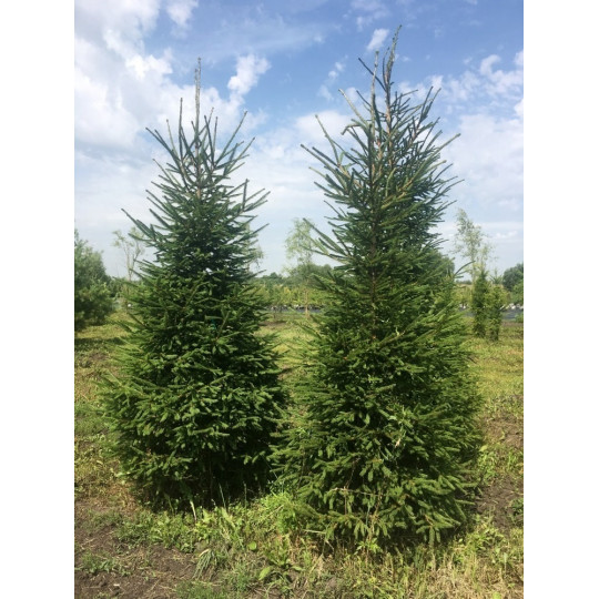 Ель обыкновенная "Picea"