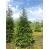 Ель обыкновенная "Picea"