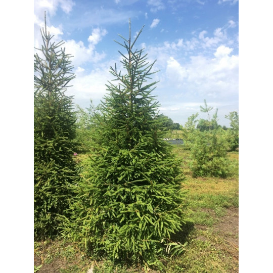 Ель обыкновенная "Picea"