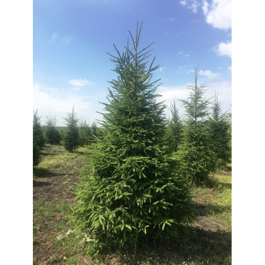 Ель обыкновенная "Picea"