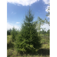 Лиственница европейская "Larix"