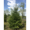 Лиственница европейская "Larix"