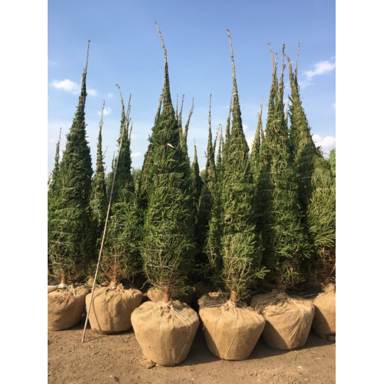 Ель обыкновенная "Picea"