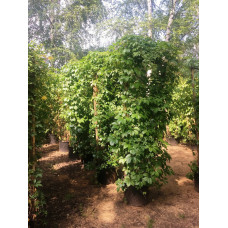 Виноград девичий "Parthenocissus"