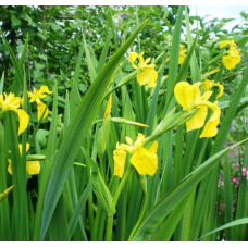 Ирис болотный "Iris"