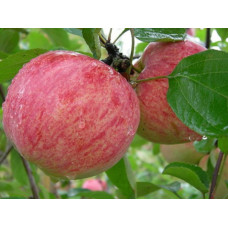 Яблоня Коричное полосатое