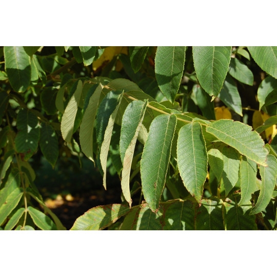 Орех серый "Juglans"
