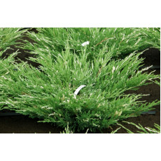 Можжевельник горизонтальный "Andorra Variegata"