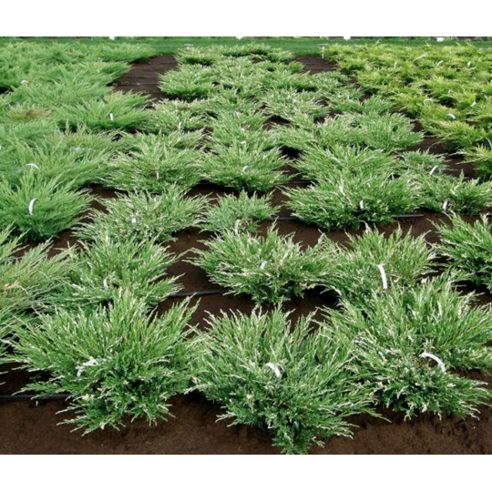 Можжевельник горизонтальный "Andorra Variegata"