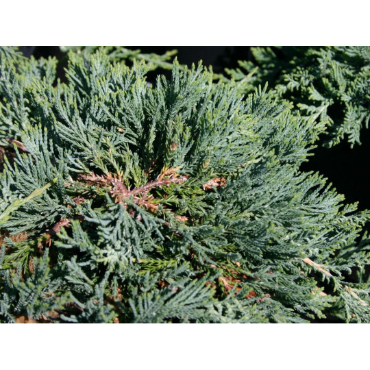 Можжевельник горизонтальный "Glauca"