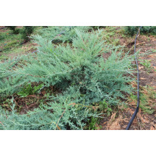 Можжевельник средний "Pfitzeriana Glauca"
