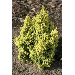 Можжевельник Пинга Хулсдонк Йеллоу "Hulsdonck Yellow"