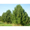 Сосна кедровая "Pinus"