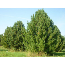 Сосна кедровая "Pinus"