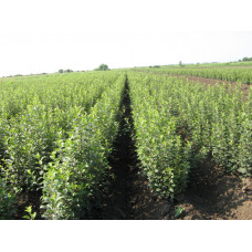 Кизильник блестящий "Cotoneaster"