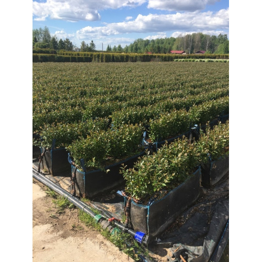Живая изгородь Кизильник блестящий "Cotoneaster"