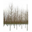 Клён полевой "Campestre"