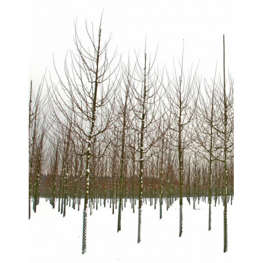 Клён полевой "Campestre"