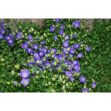 Колокольчик карпатский "Pearl Deep Blue"