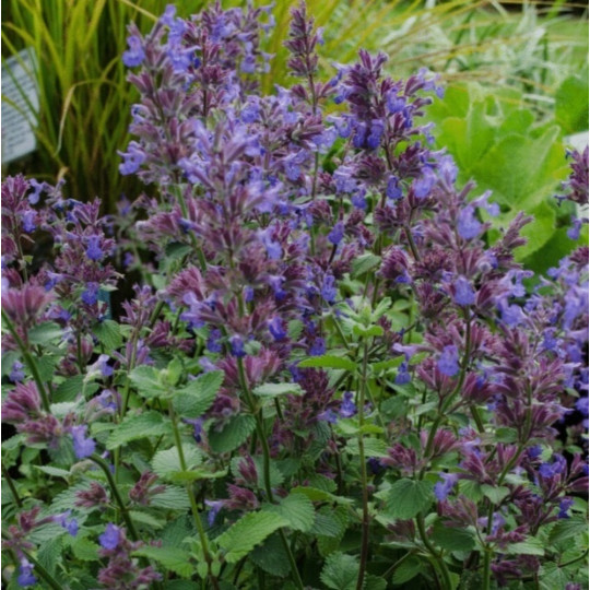 Котовник Фассена "Blue Wonder"
