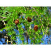 Лиственница японская "Larix"