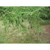 Лиственница японская "Larix"