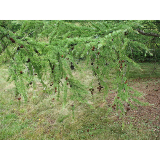 Лиственница японская "Larix"