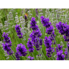 Лаванда узколистная Блю Сент "Blue Scent"