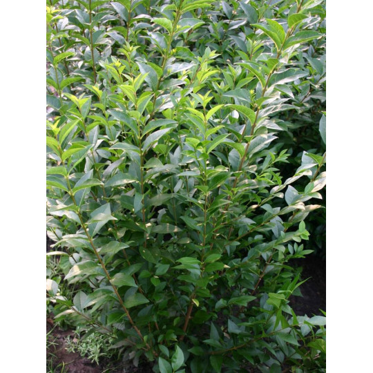 Бирючина обыкновенная "Ligustrum"