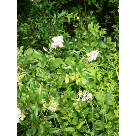 Бирючина обыкновенная "Ligustrum"