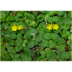 Вербейник монетчатый "Lysimachia"