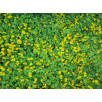 Вербейник монетчатый "Lysimachia"