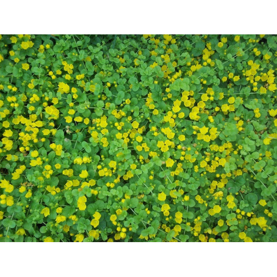 Вербейник монетчатый "Lysimachia"