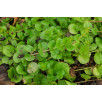 Вербейник монетчатый "Lysimachia"