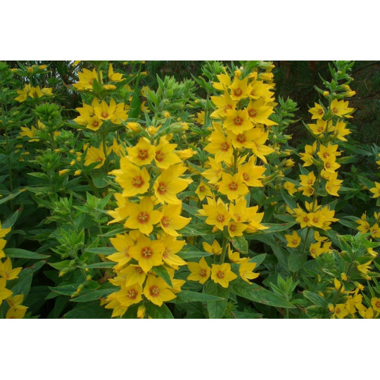 Вербейник точечный "Lysimachia"