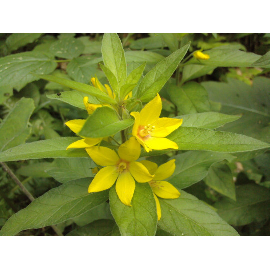 Вербейник точечный "Lysimachia"