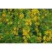 Вербейник точечный "Lysimachia"