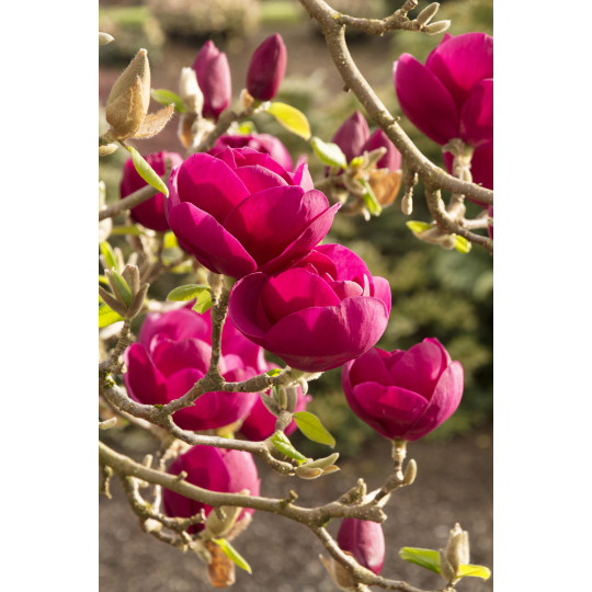Магнолия гибридная Блэк Тулип "Black Tulip"