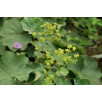 Манжетка мягкая "Alchemilla"