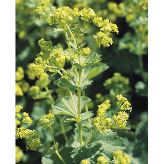 Манжетка мягкая "Alchemilla"