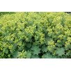 Манжетка мягкая "Alchemilla"