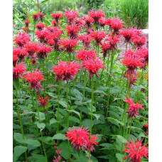 Монарда Гарденвью Скарлет "GardenView Scarlet"
