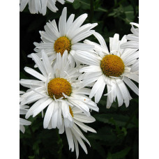 Нивяник наибольший "Crazy Daisy"