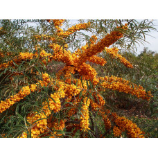 Облепиха крушиновидная "Hippophae"