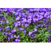 Обриета Блауэр Шатц "Blauer Schatz"