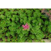 Очиток ложный "Sedum"