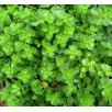 Очиток ложный "Sedum"
