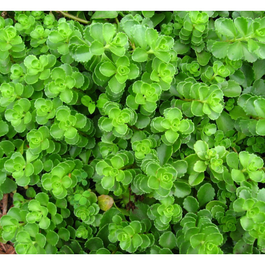 Очиток ложный "Sedum"